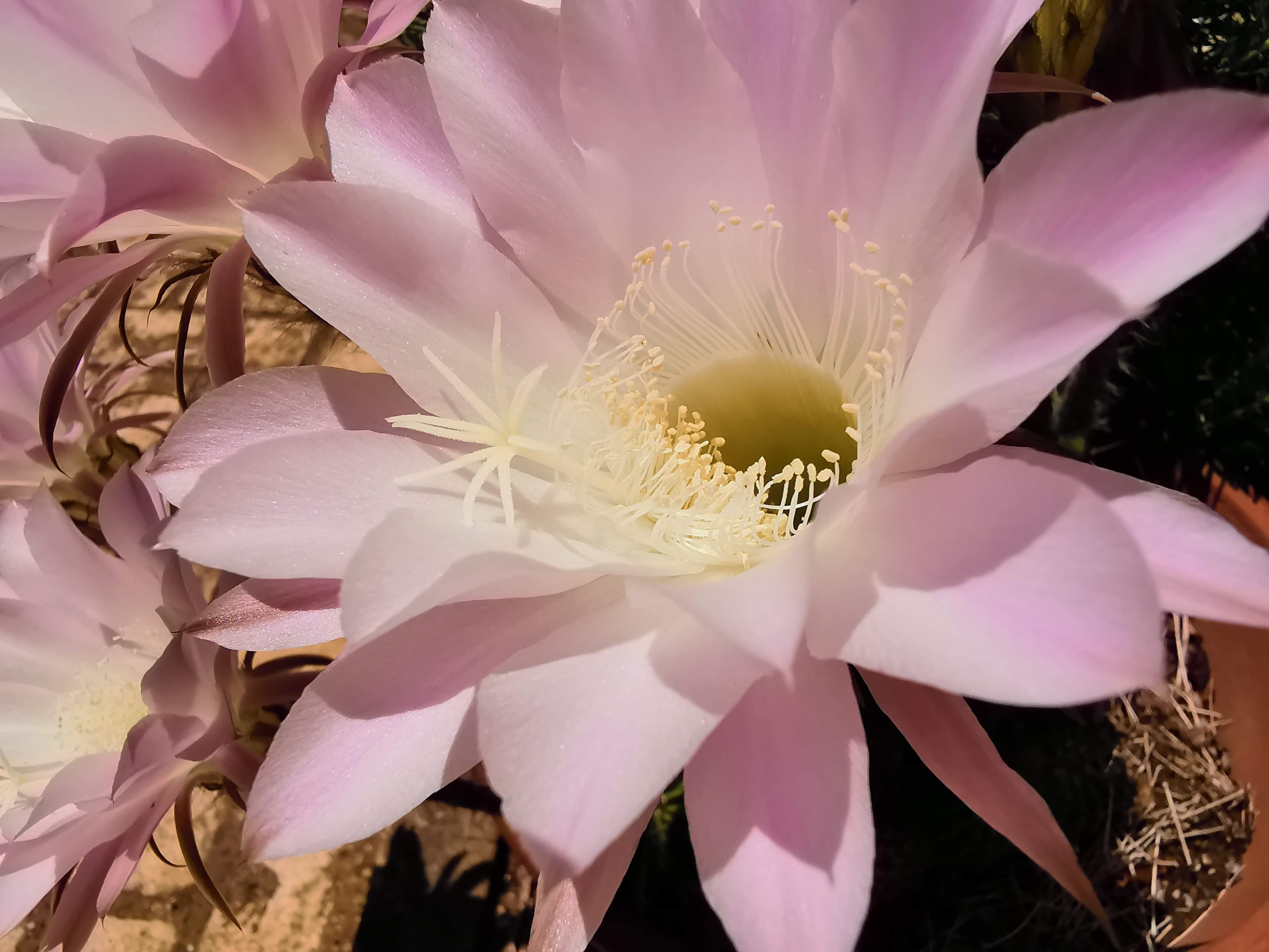 王冠竜の花