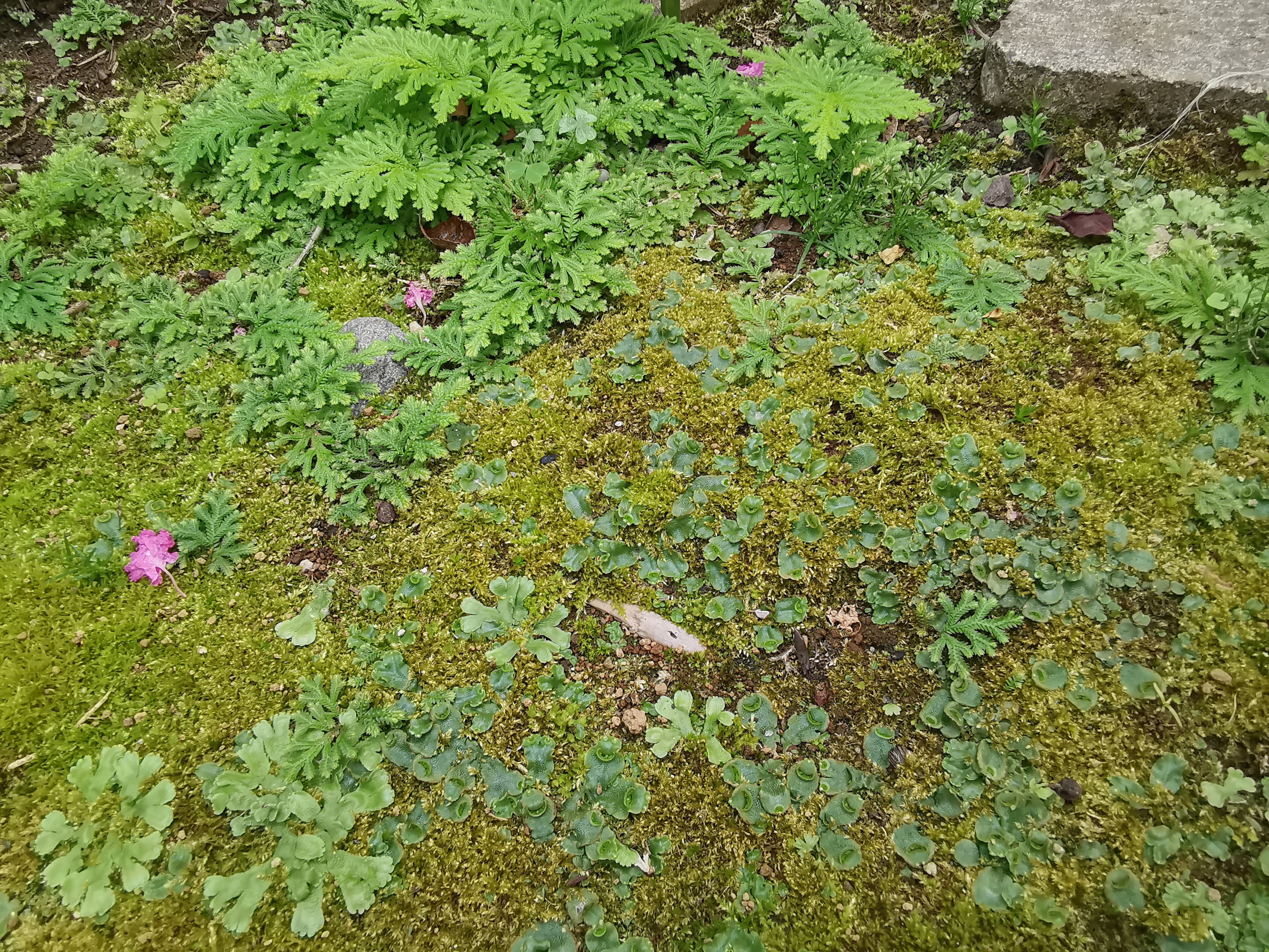 今年は苔に挑戦！