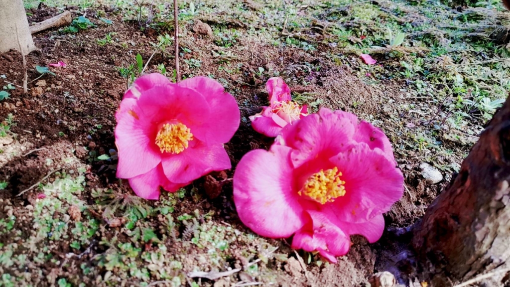 落ちたカメリアの花