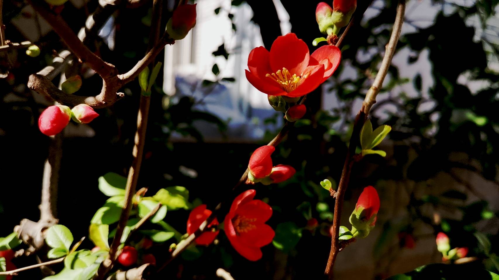 またボケの花が咲きました♪