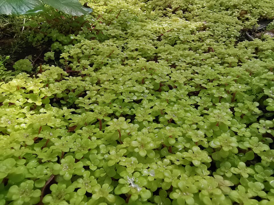今年もカルミアなど初夏の花が小さな庭に勢揃い