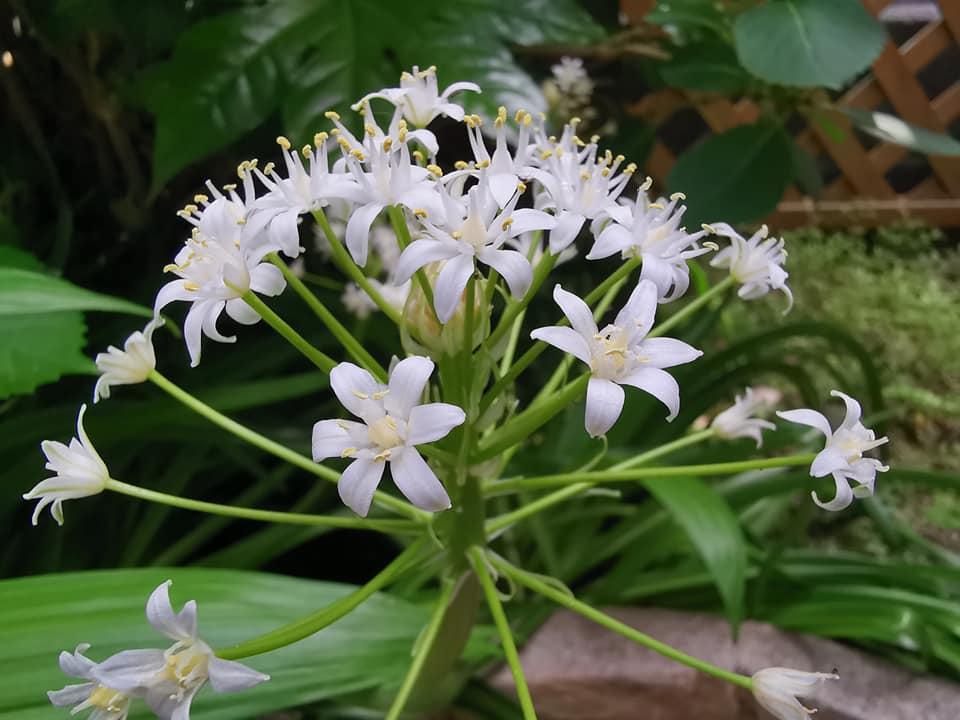今年もカルミアなど初夏の花が小さな庭に勢揃い