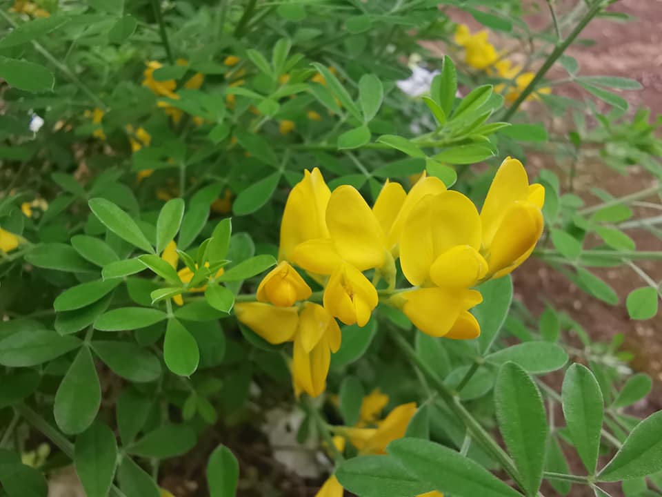 今年もカルミアなど初夏の花が小さな庭に勢揃い