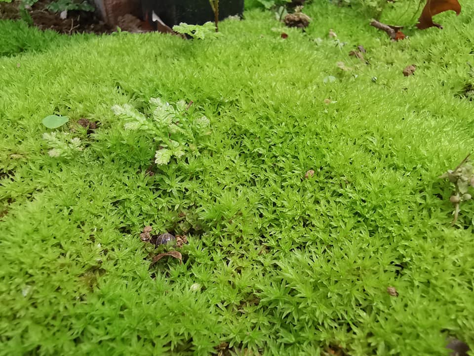 今年もカルミアなど初夏の花が小さな庭に勢揃い