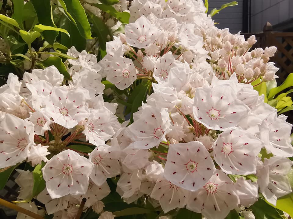 今年もカルミアなど初夏の花が小さな庭に勢揃い