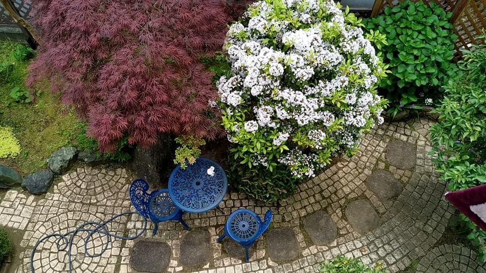 今年もカルミアなど初夏の花が小さな庭に勢揃い