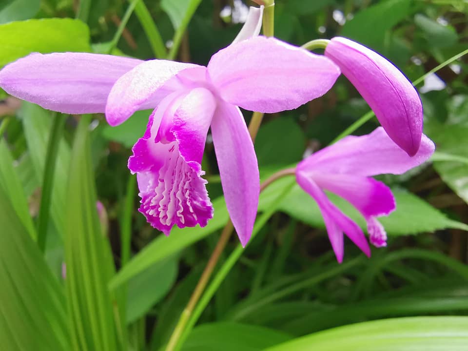 今年もカルミアなど初夏の花が小さな庭に勢揃い