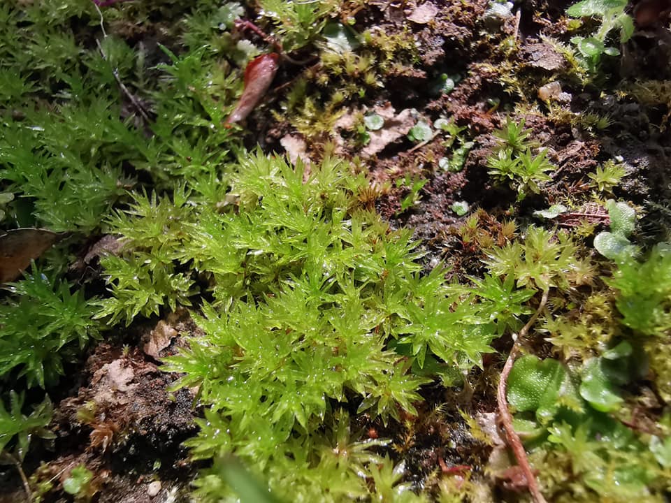 今年もカルミアなど初夏の花が小さな庭に勢揃い