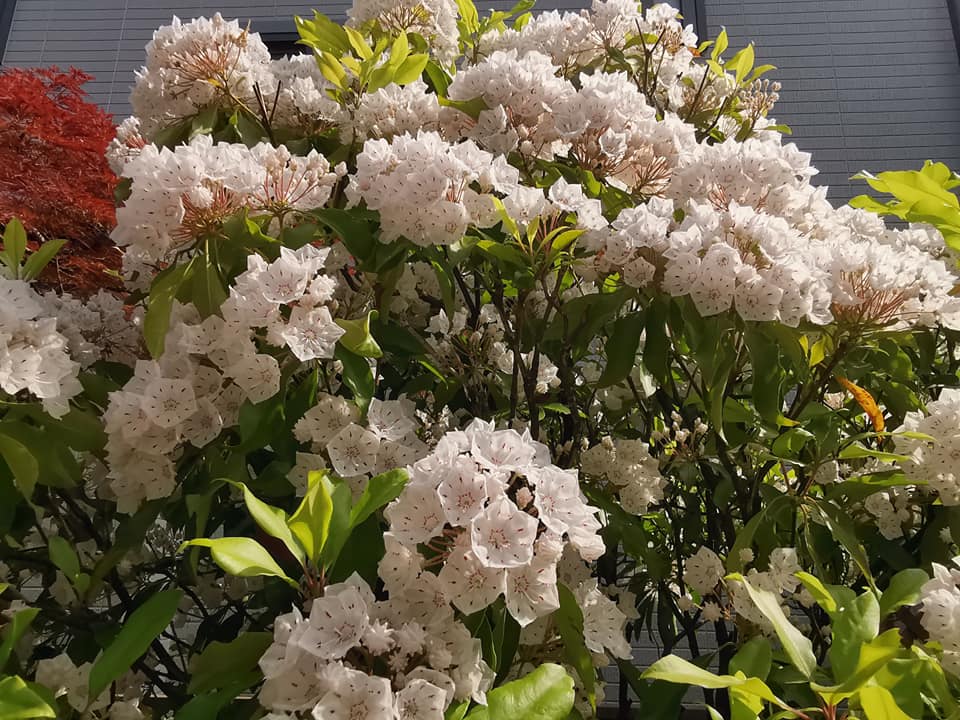 今年もカルミアなど初夏の花が小さな庭に勢揃い