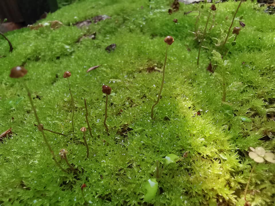 今年もカルミアなど初夏の花が小さな庭に勢揃い