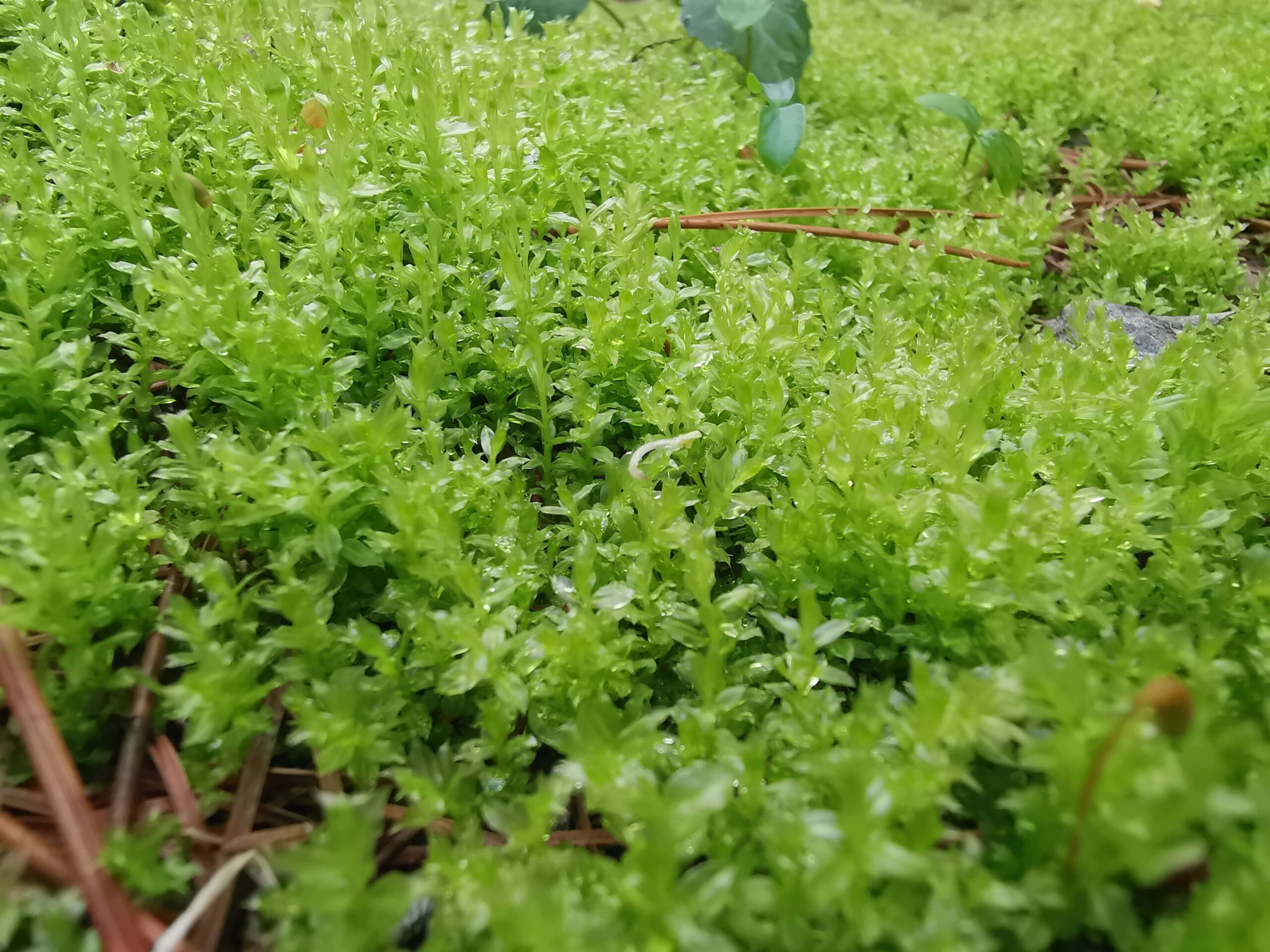 森の暮らし・今　苔が絶好調です！