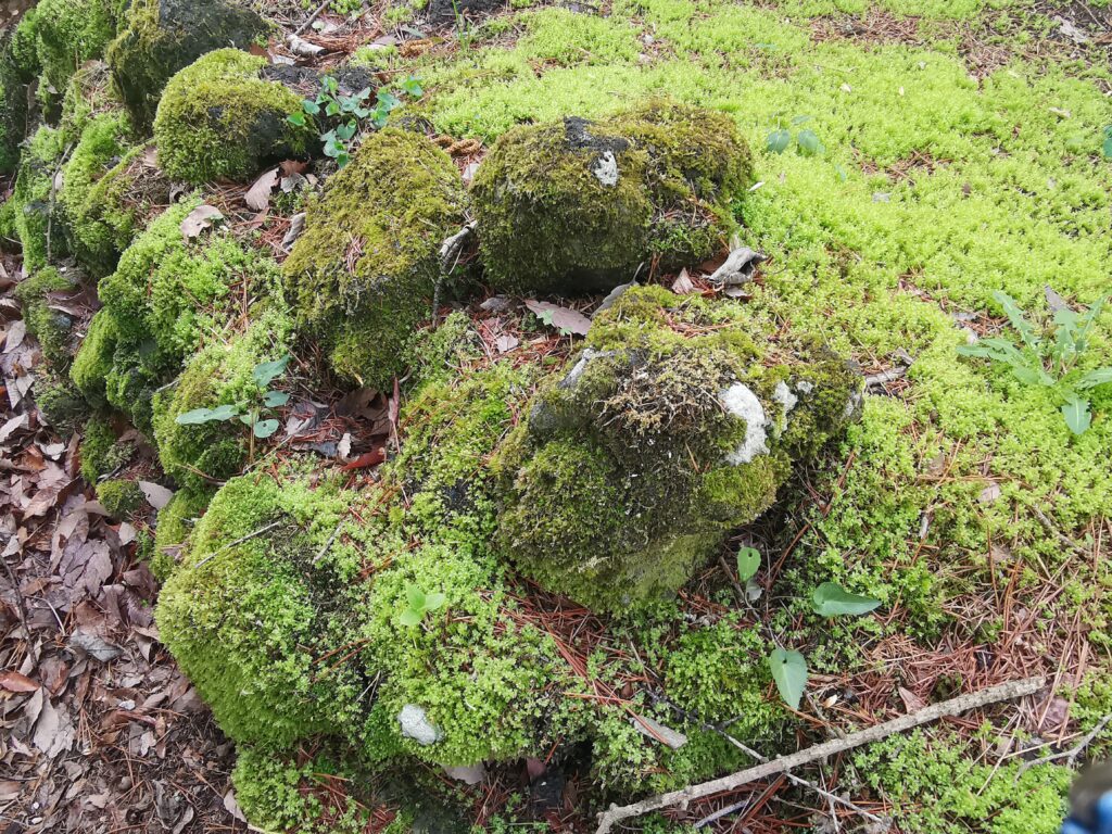 森の暮らし・今 苔が絶好調です!