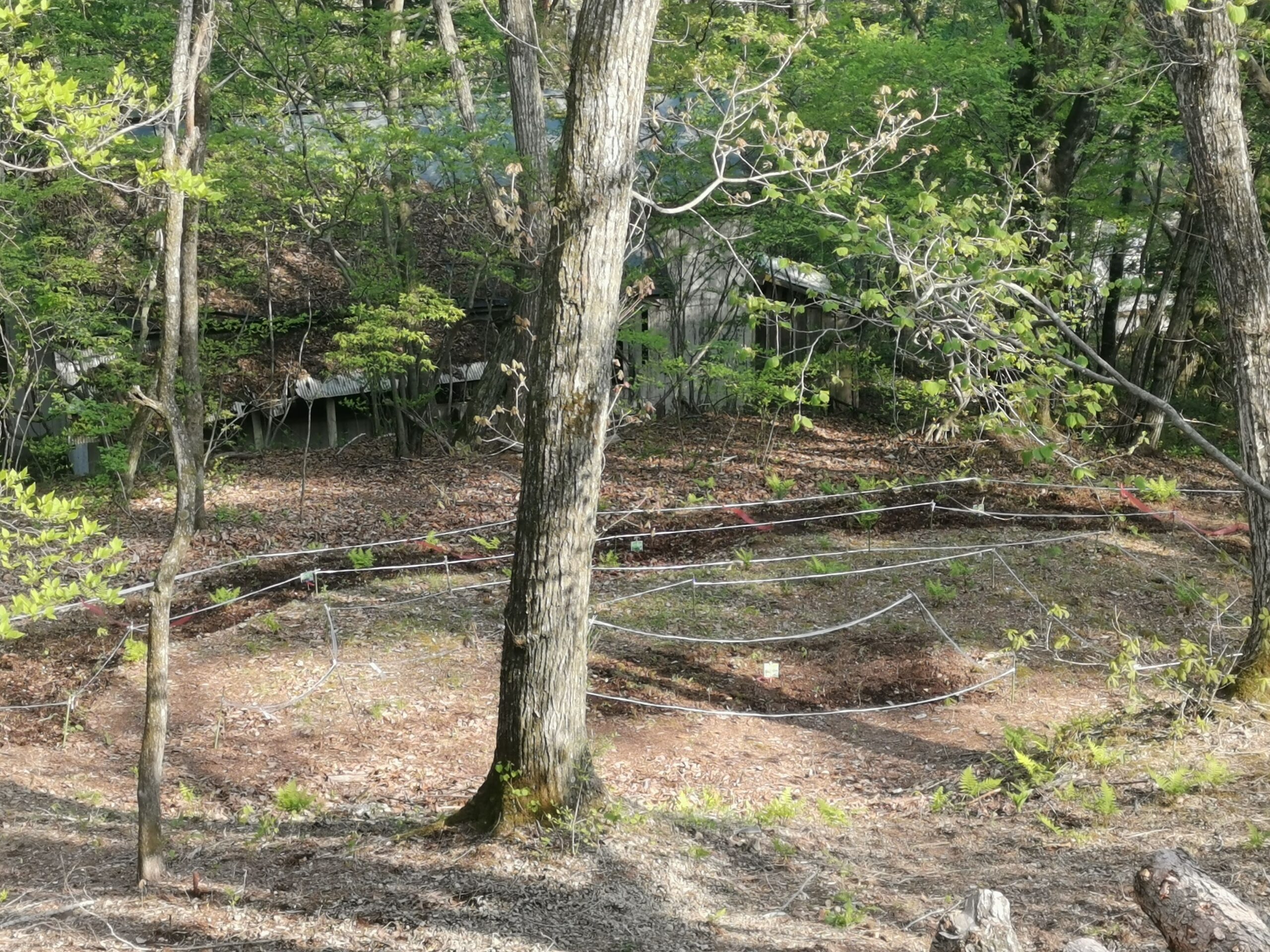 森の暮らし・魔法陣できました！？
