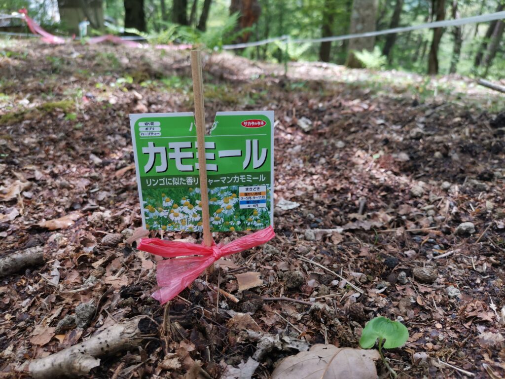 森の暮らし・魔法陣できました！？