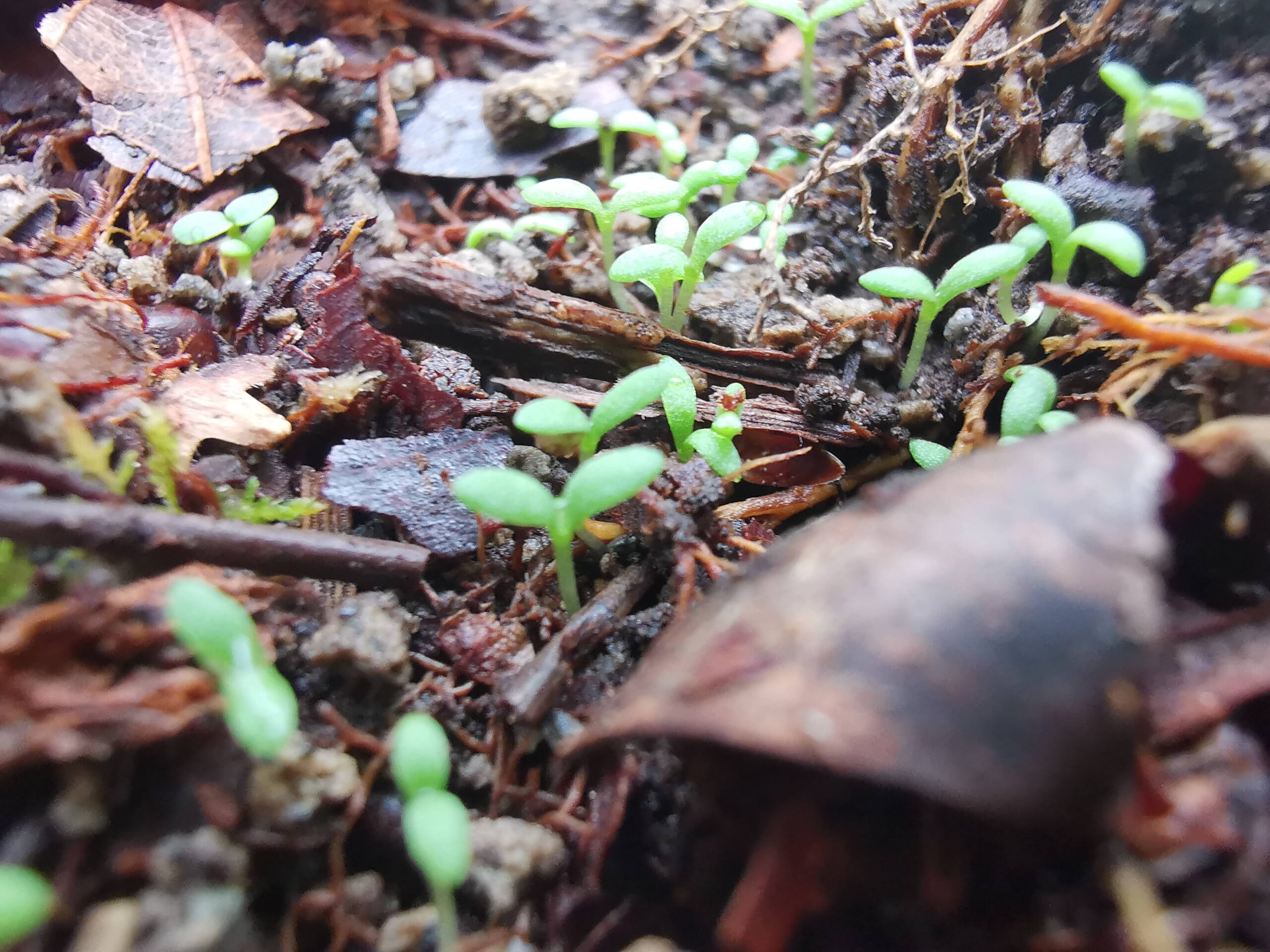 森の暮らし・カモミールの芽が出ました！！