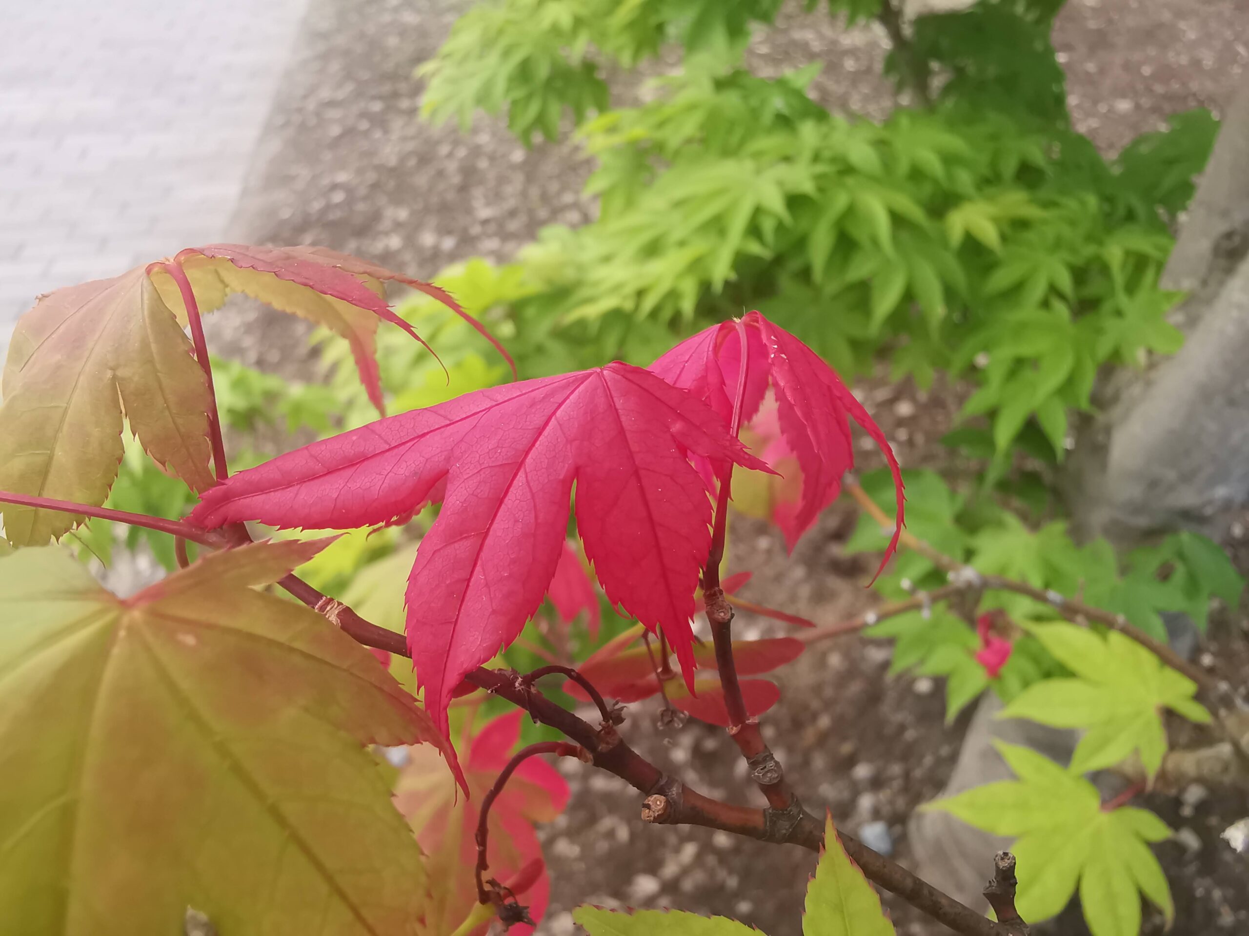 森の暮らし・え？セミの声？