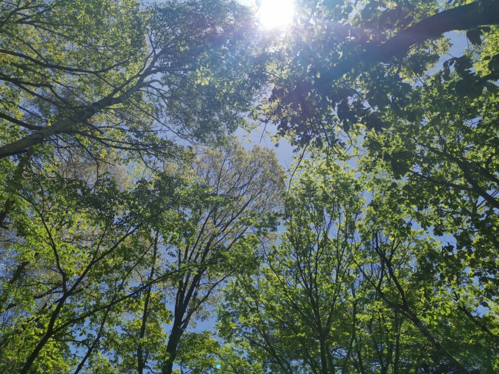 森の暮らし・蕎麦の種を撒いてみました！