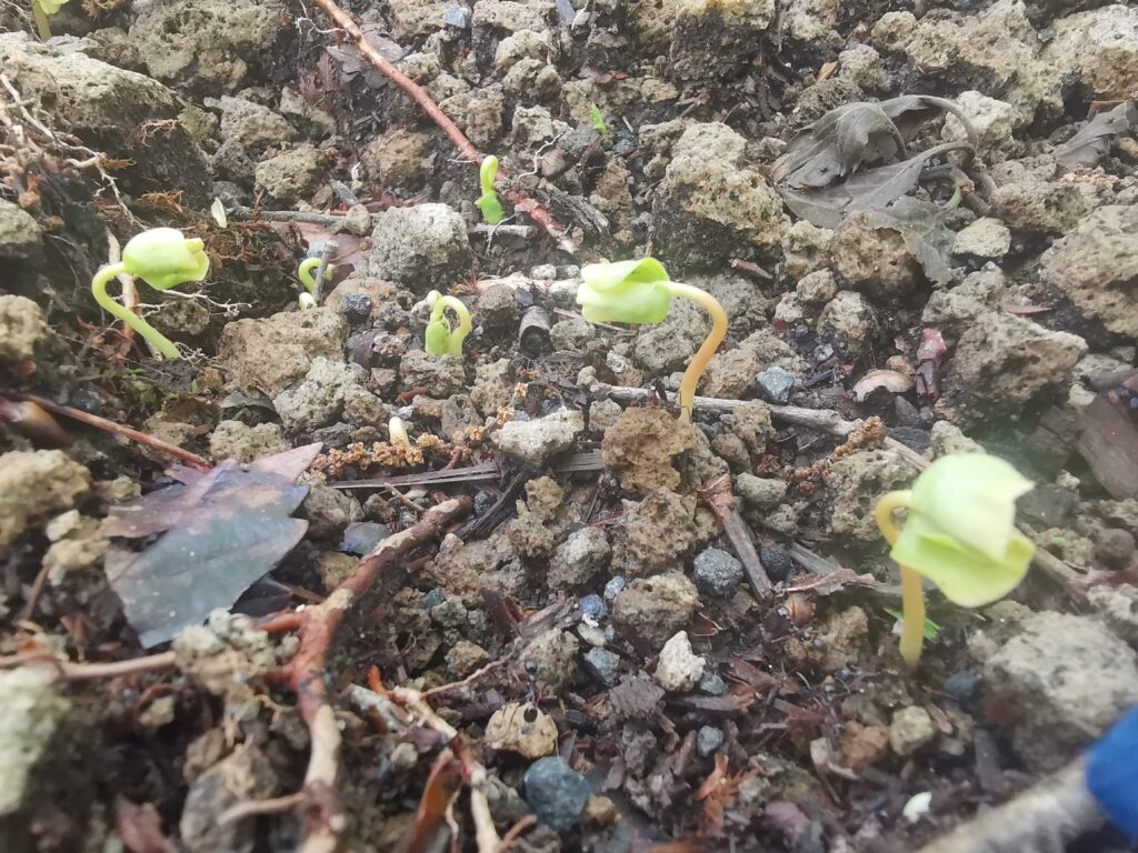 森の暮らし・蕎麦が発芽しました!!