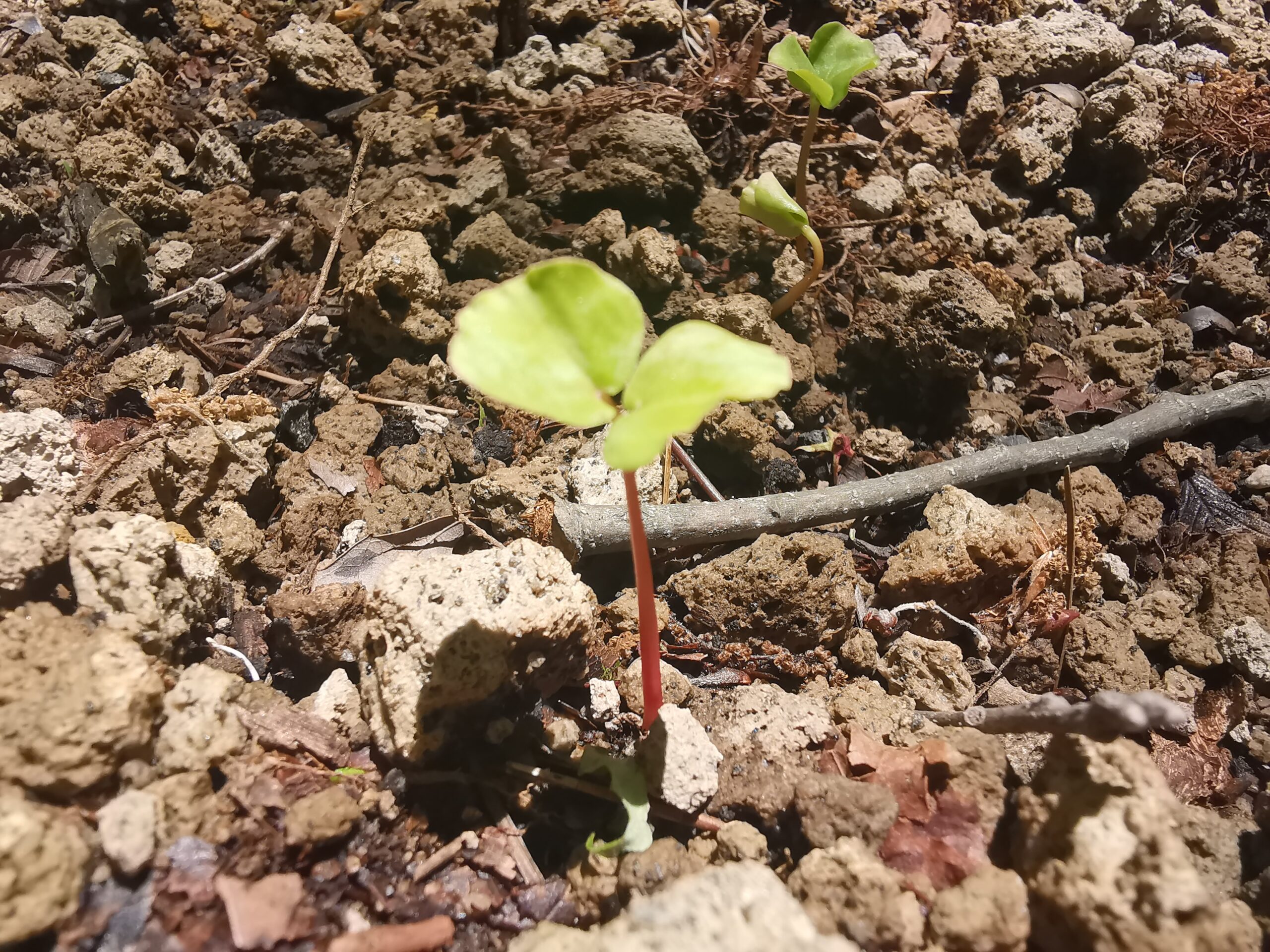 森の暮らし・蕎麦が発芽しました！！