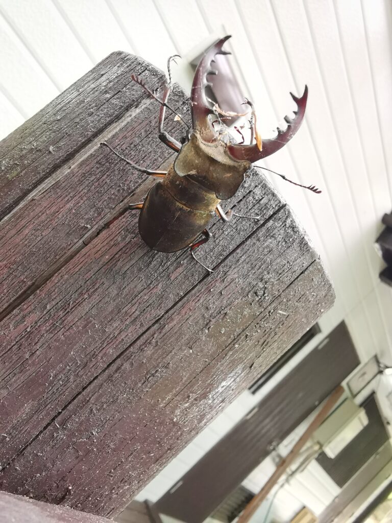 森のくらし・クワガタの素顔