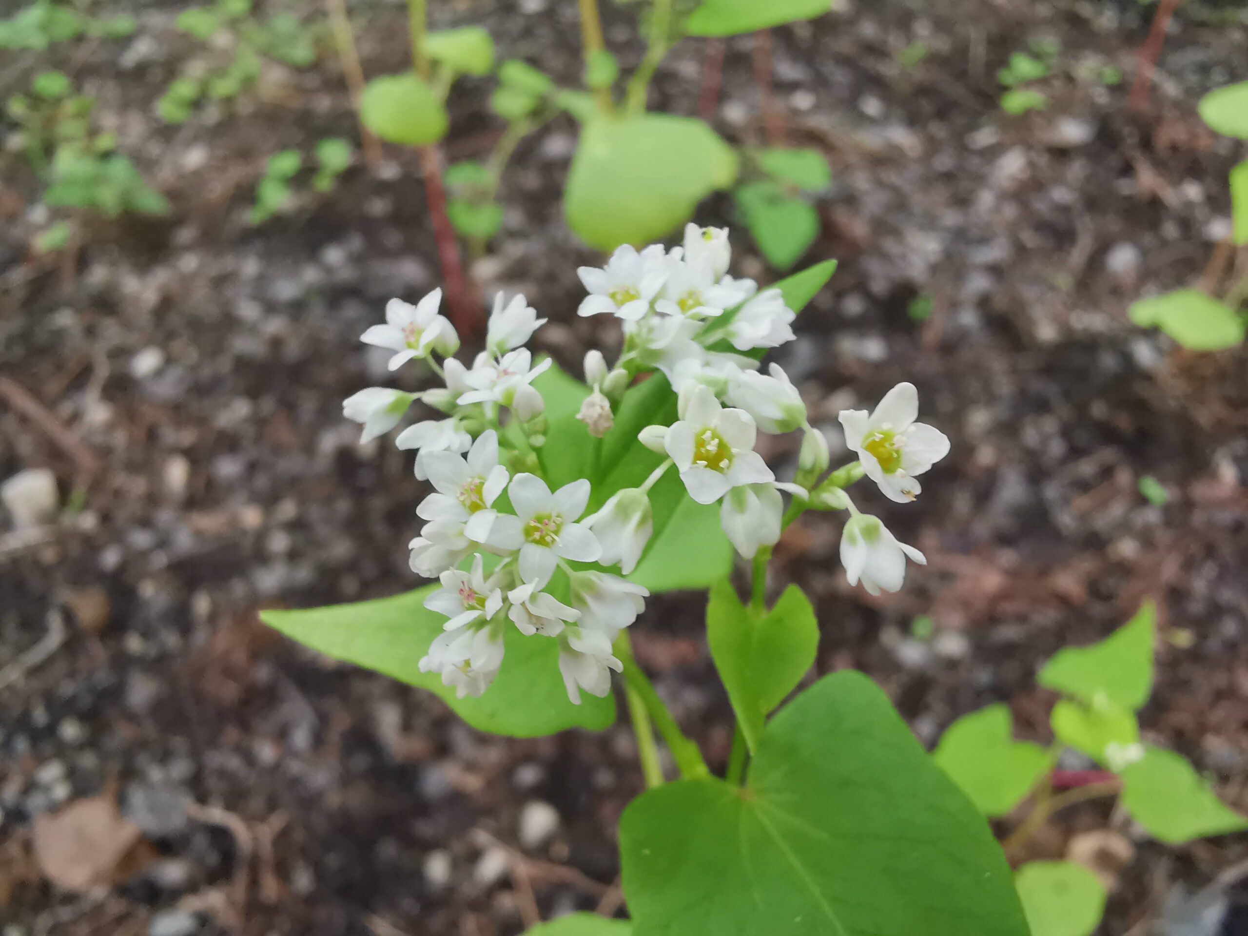 森の暮らし・そばの花咲きました！