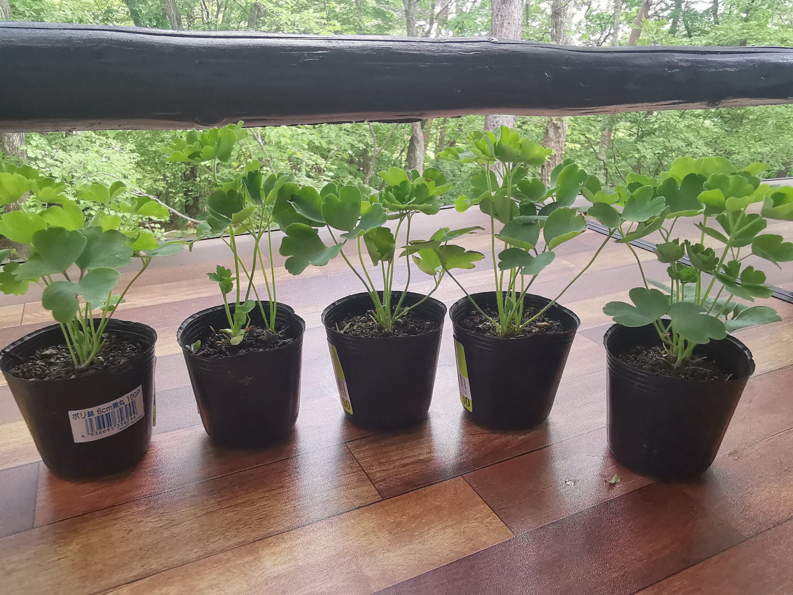毎年勝手に咲いてくれる宿根草さがしています！オダマキ植えてみました！
