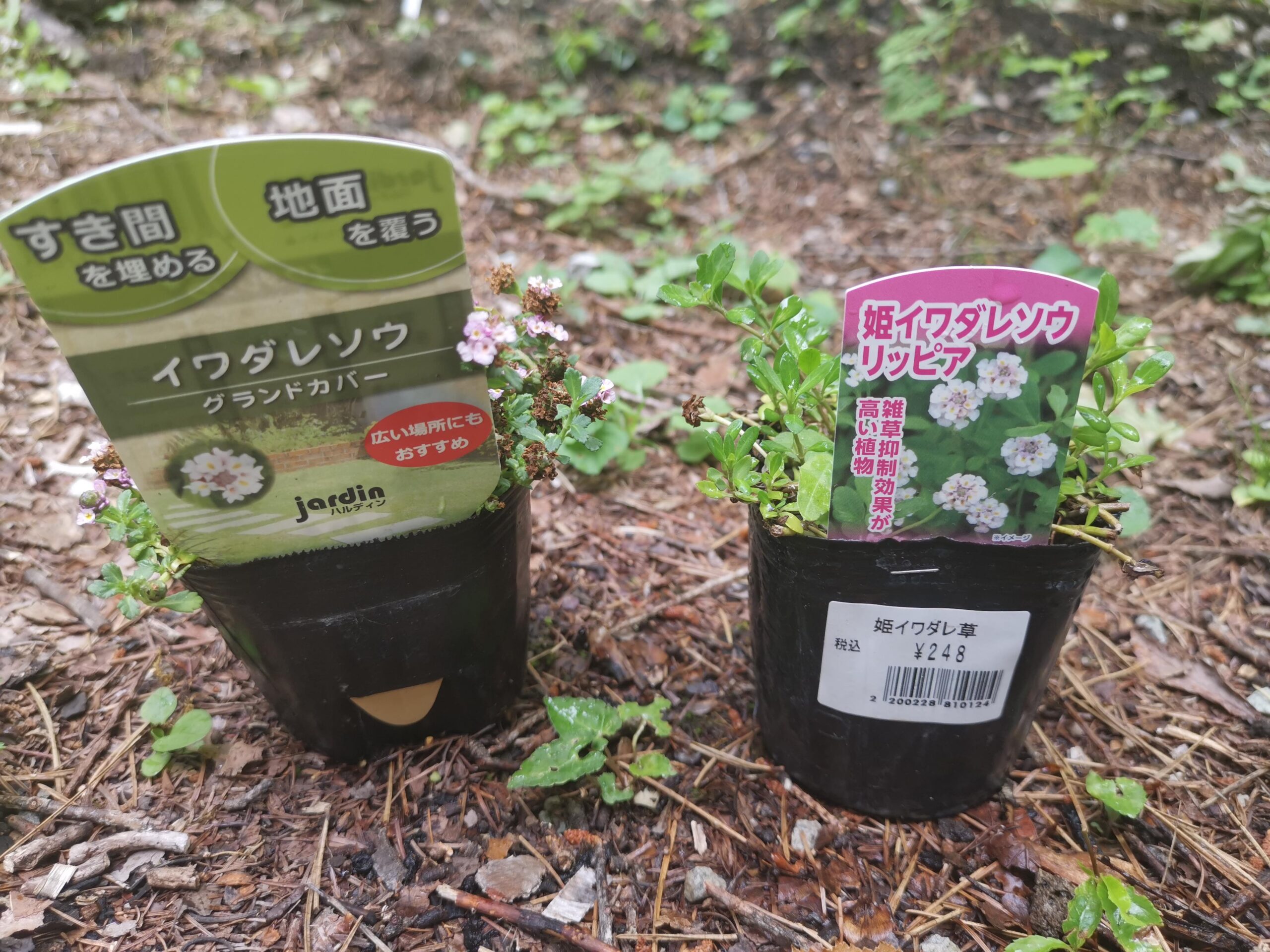 雑草との戦いに疲れ、グランドカバー導入も、重点対策外来種に指定されていた！？