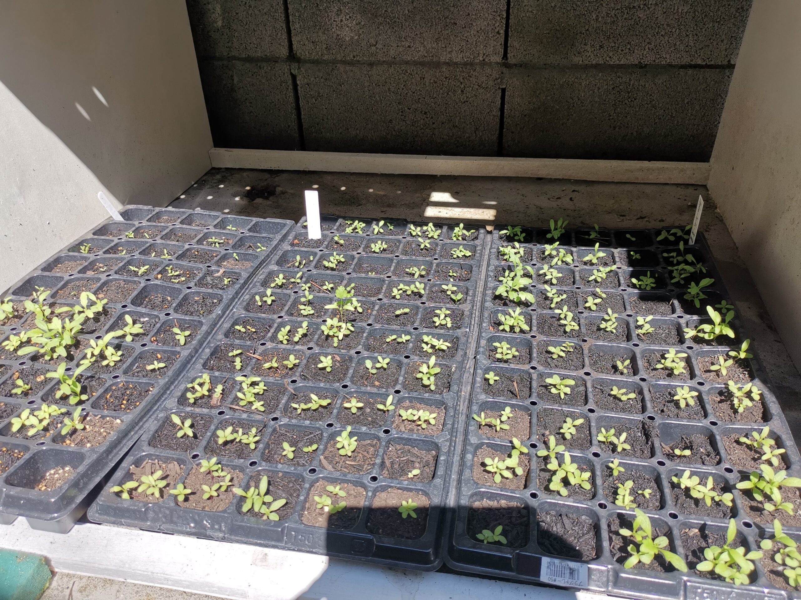 宿根草さがし！シャスターデージー量産計画？