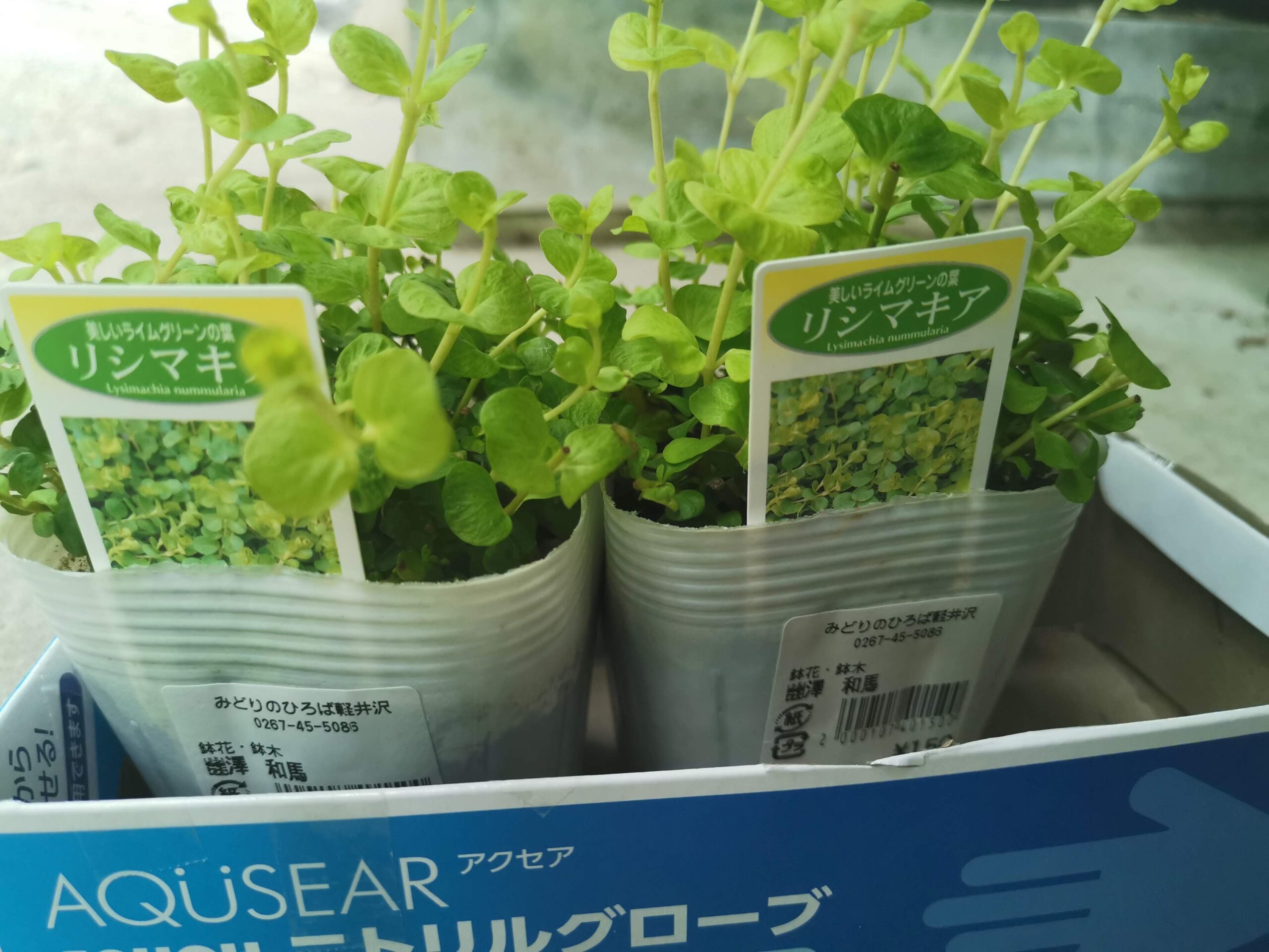 グランドカバー・リシマキア植えてみました！
