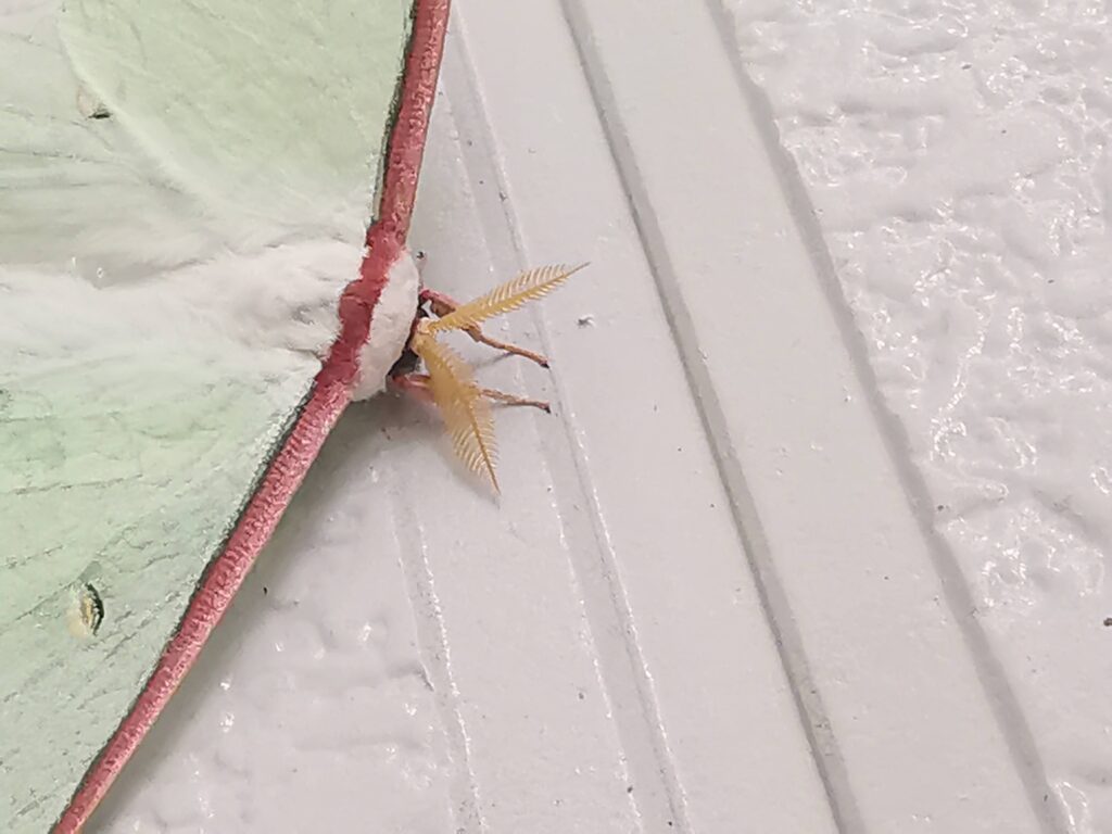 すっごく綺麗なお客様が！！オオミズアオ