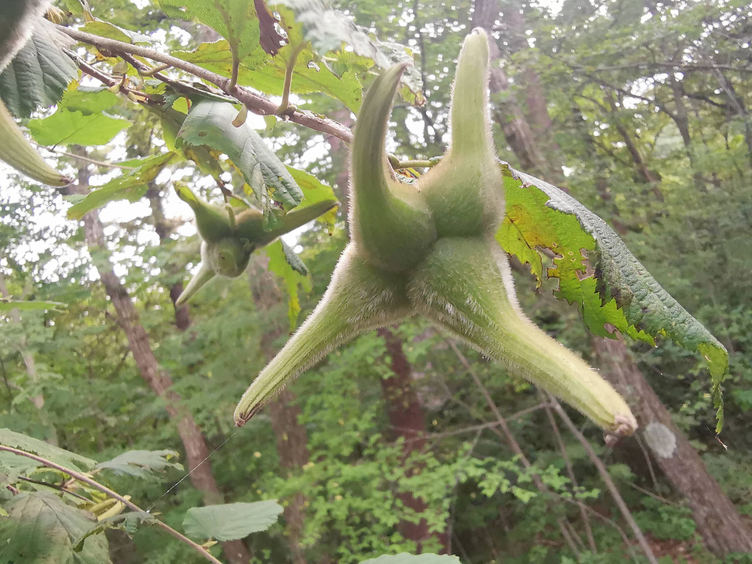 庭で謎の物体発見！！