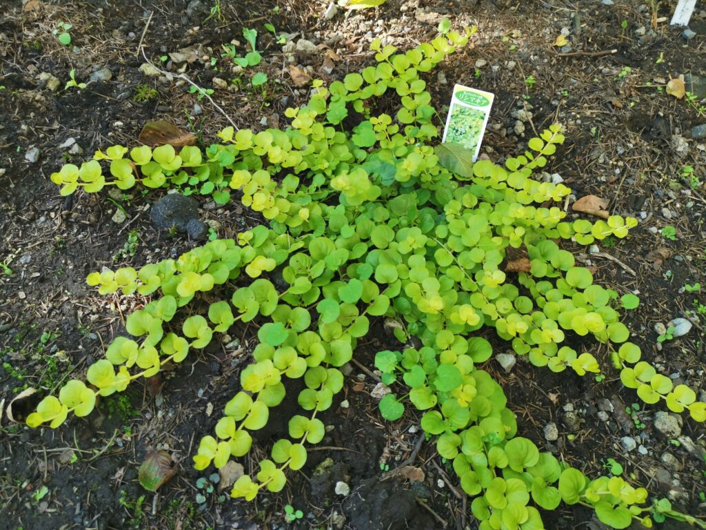グランドカバー・リシマキア植えてみました！