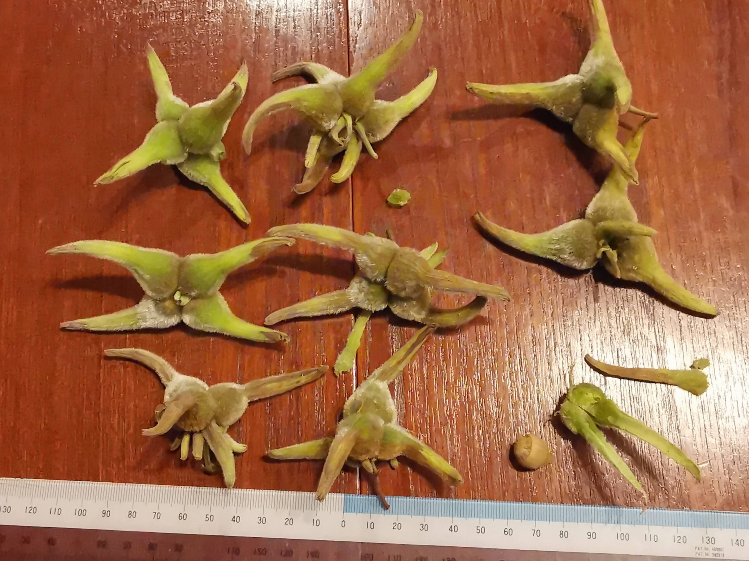 森の暮らし・ヘーゼルナッツ収穫しました！