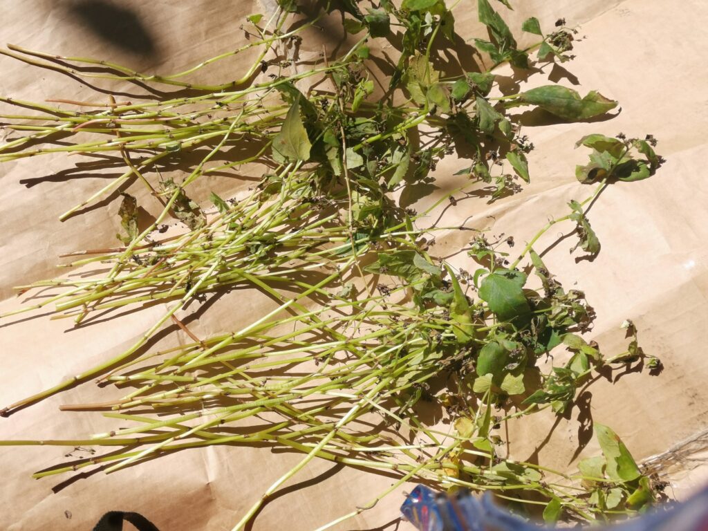 森の暮らし、お蕎麦のとほほな収穫