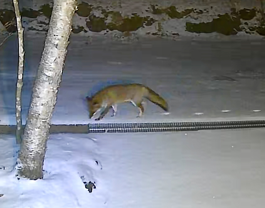 基地のカメラにお客さまが！キツネさんは初めてです！