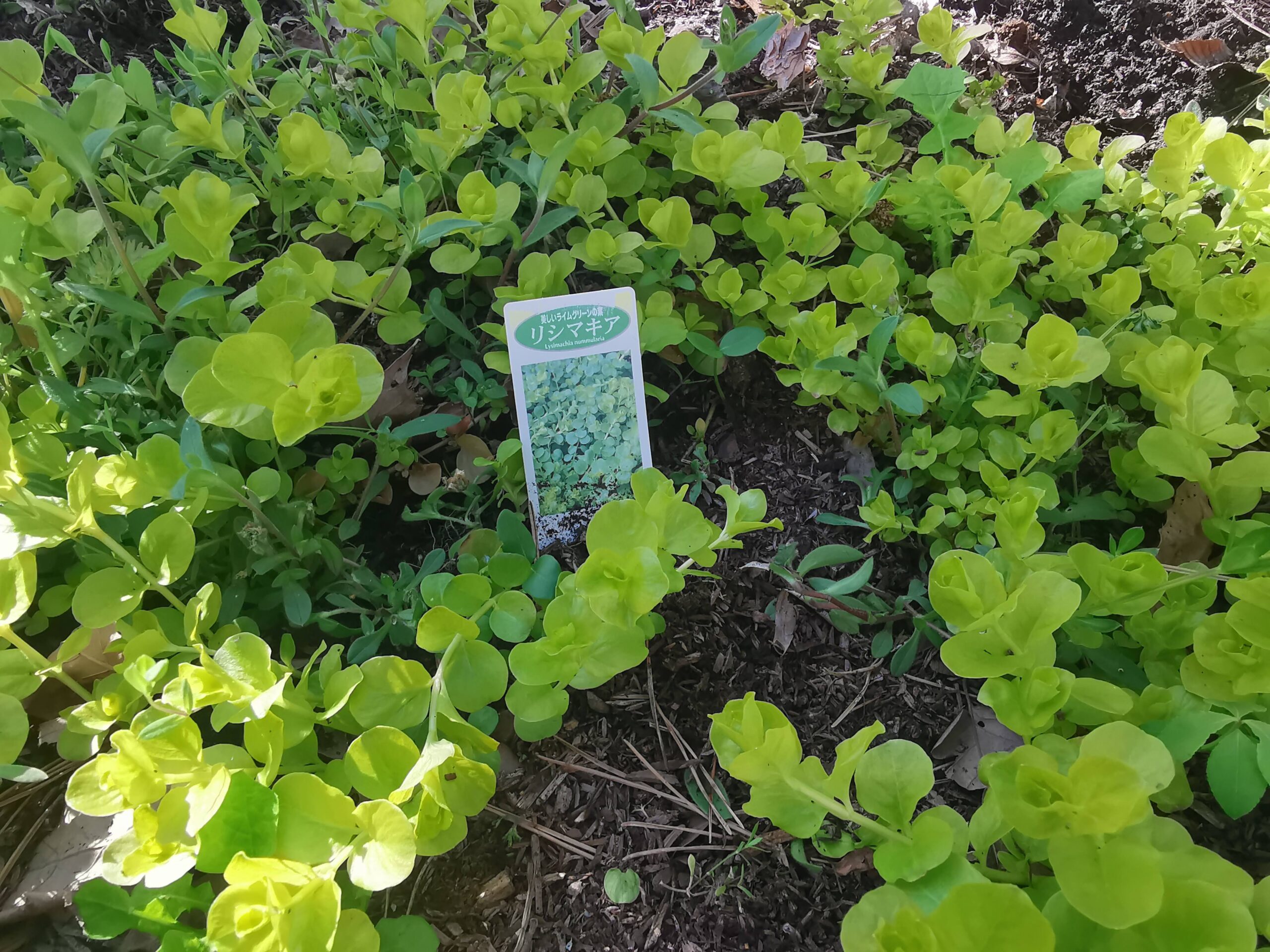 森の暮らし：昨年仕込んだ植物の越冬実験結果ご報告❤グランドカバー編