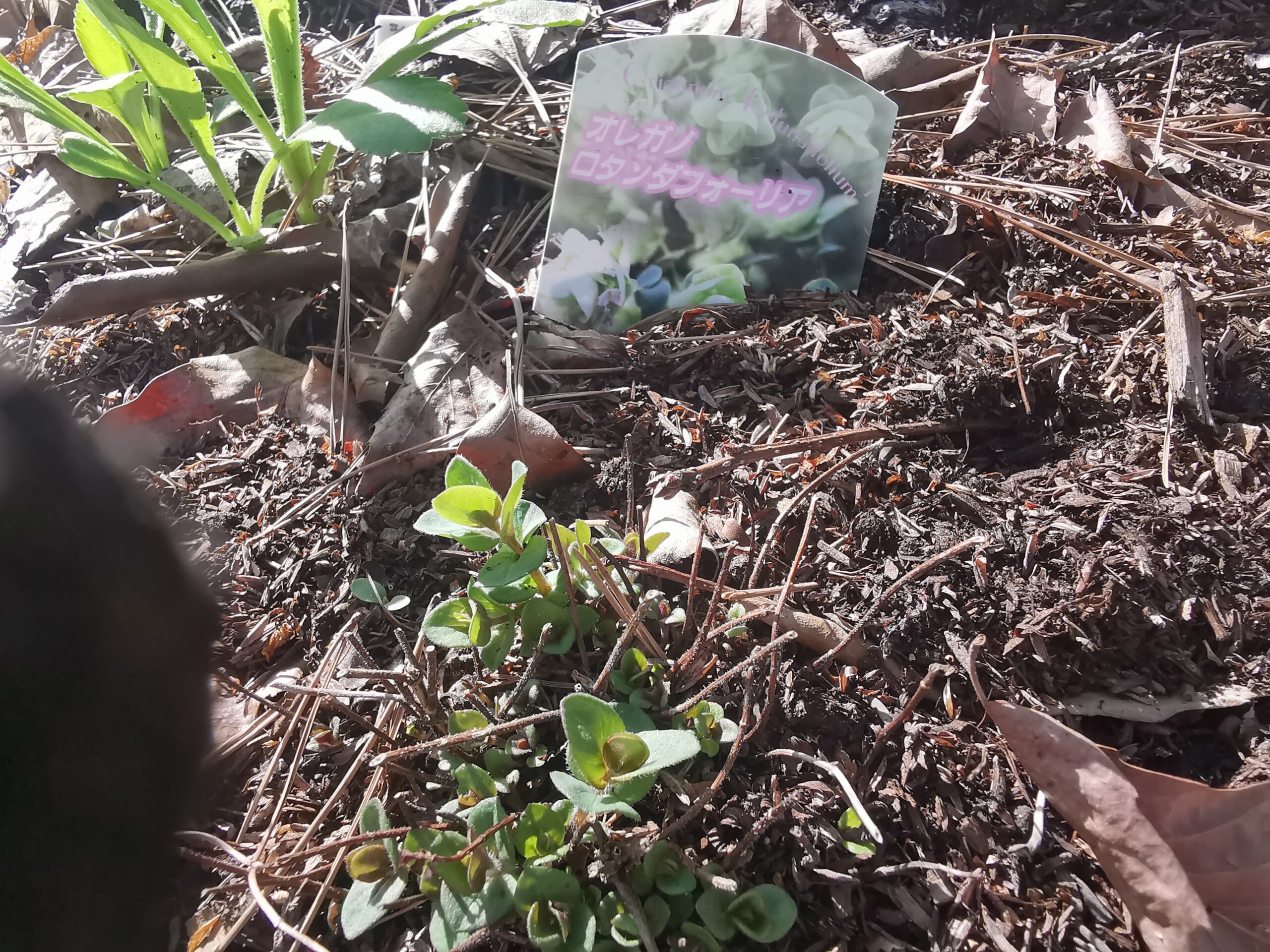 森の暮らし：昨年仕込んだ植物の越冬実験　結果ご報告❤ハーブ編