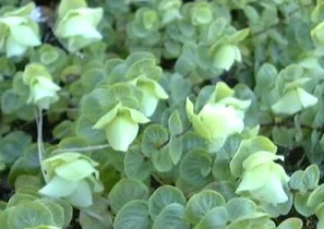 森の暮らし:昨年仕込んだ植物の越冬実験 結果ご報告❤ハーブ編