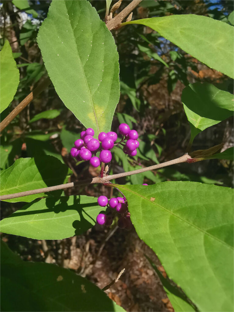 山野草?紫式部の花がさきました♪