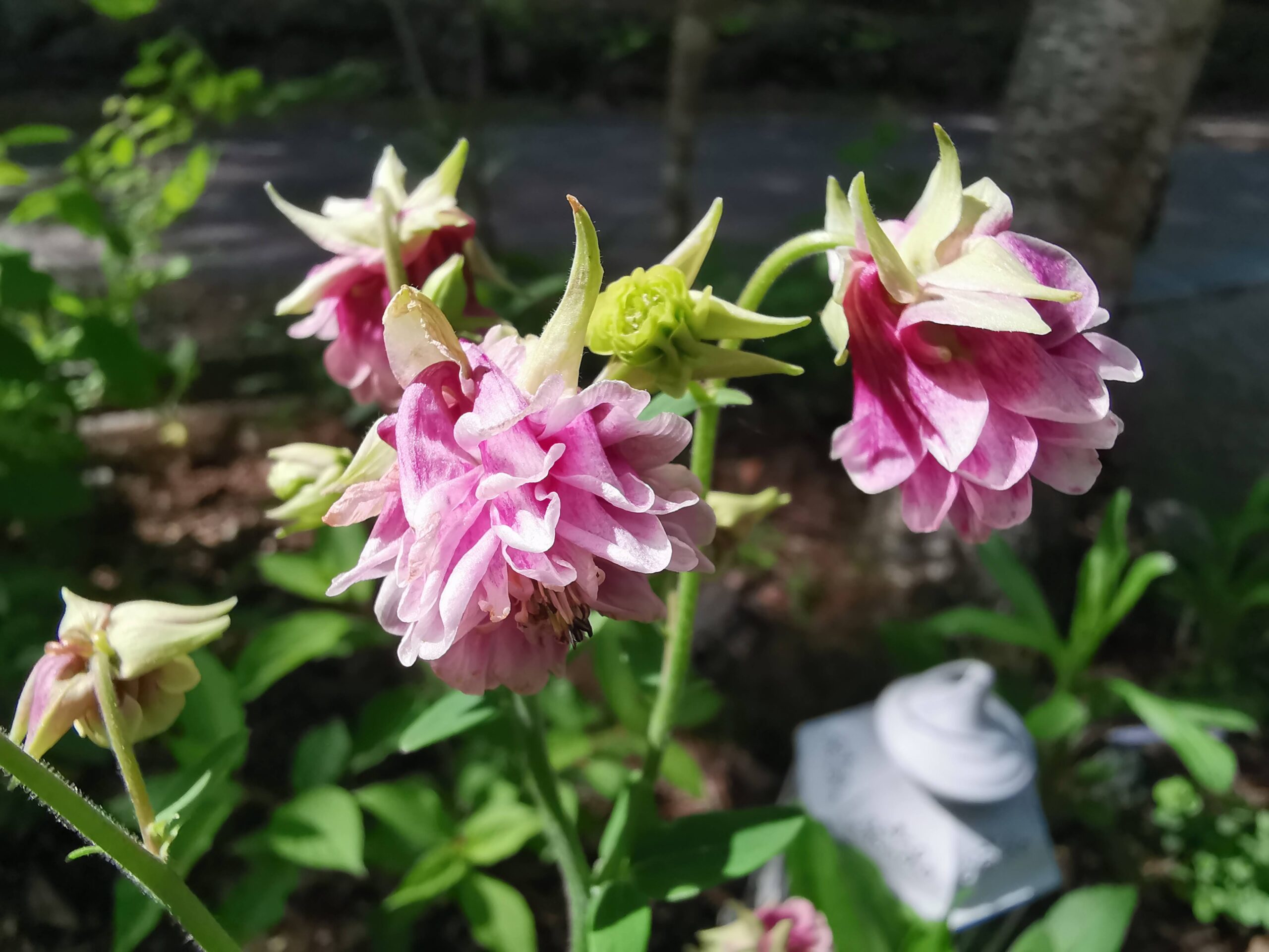 西洋オダマキが咲いてくれました！
