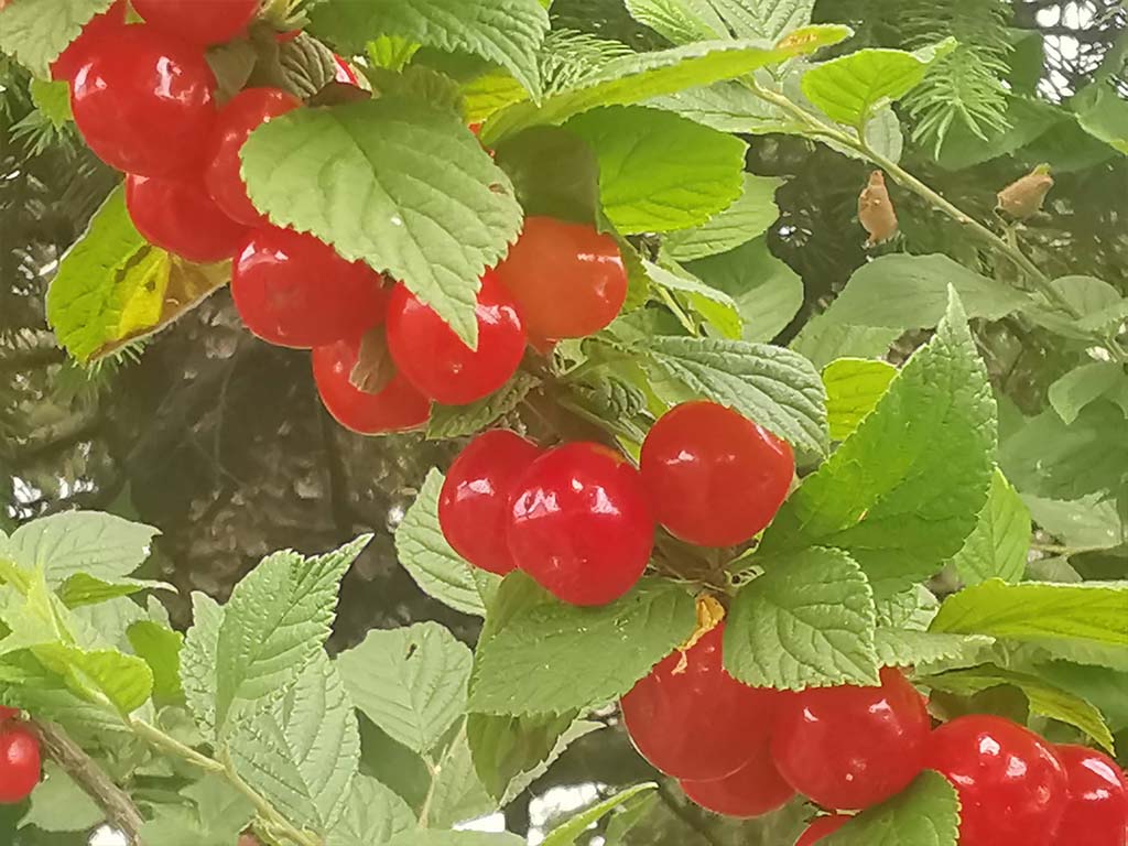 実家⓶の庭に　ユスラウメ実りました。