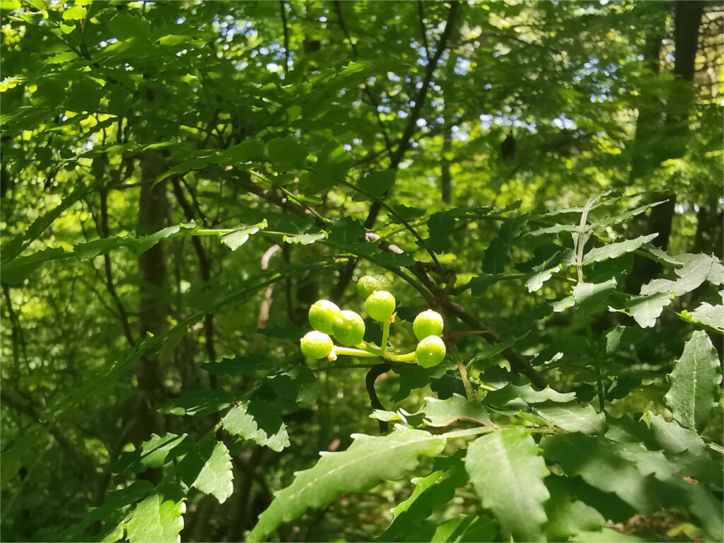森の暮らし・山椒の実の醤油漬け作りました💛
