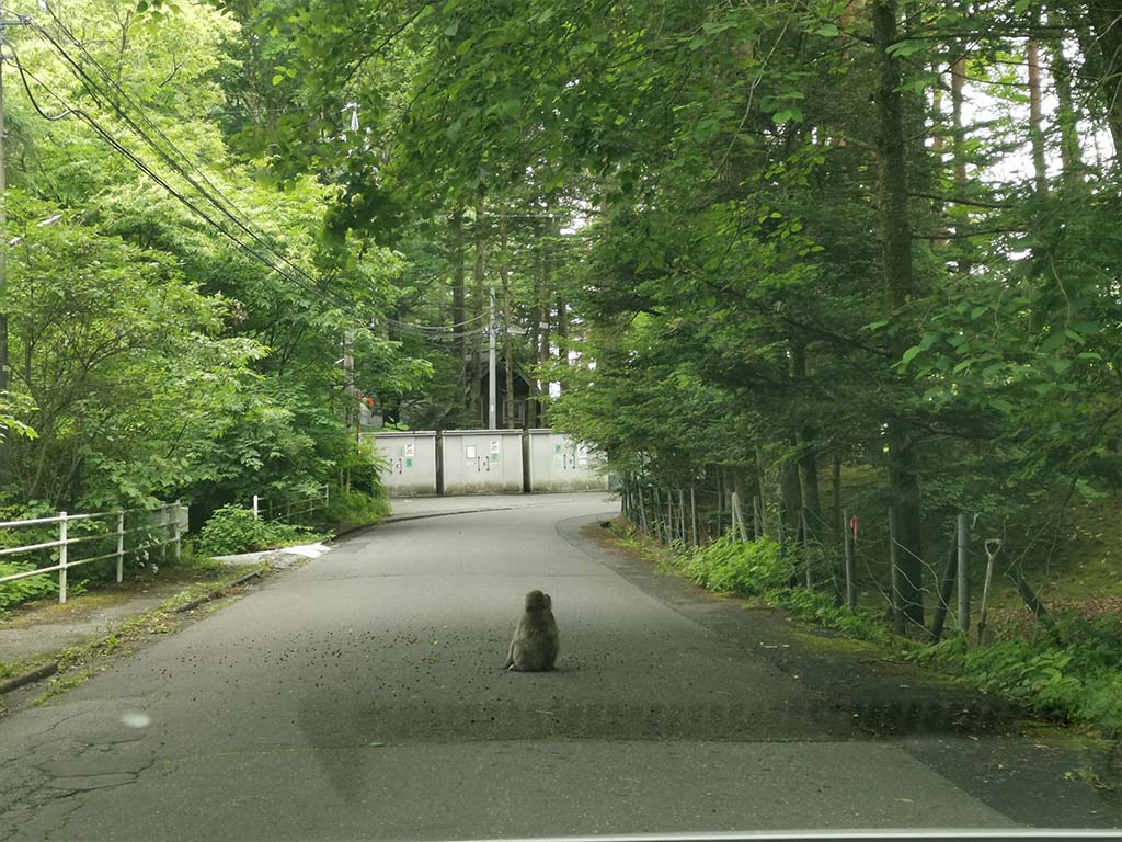 森の暮らし・冬の準備が始まってる？