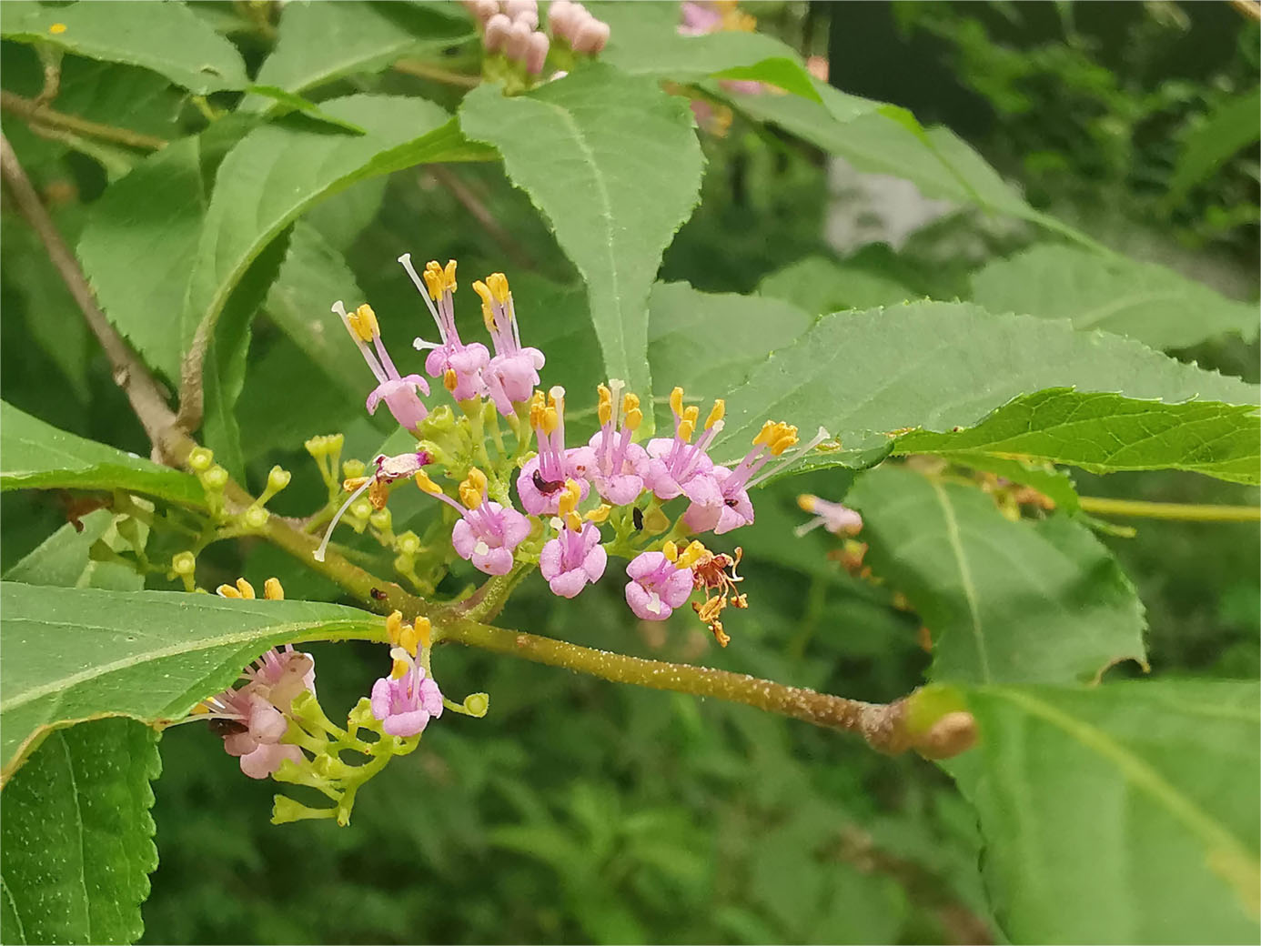 山野草？紫式部の花がさきました♪