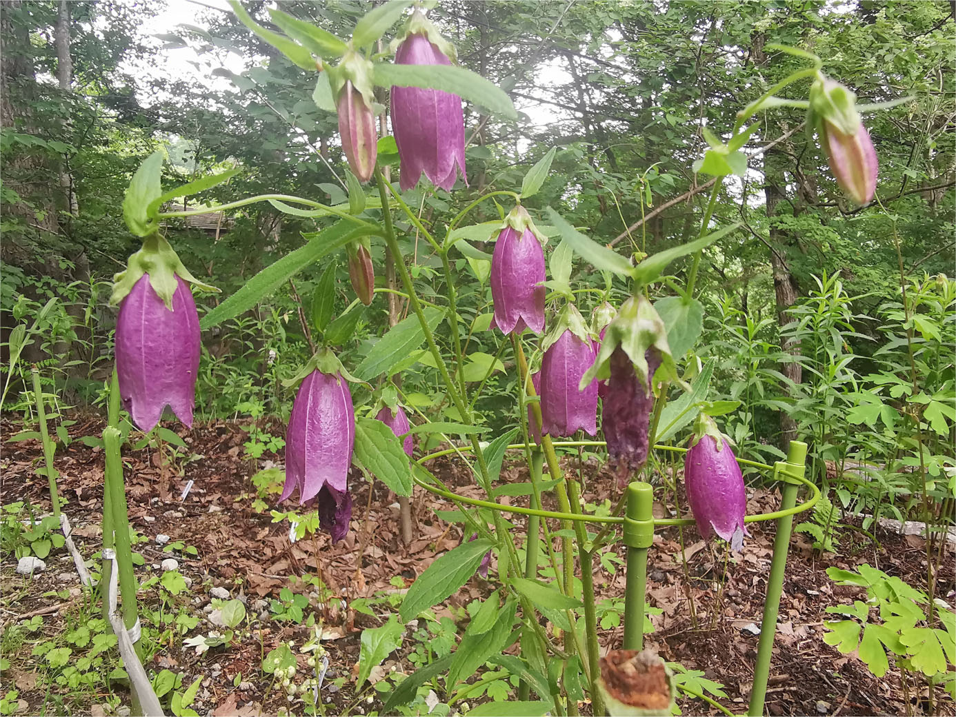 山野草あつめてます！