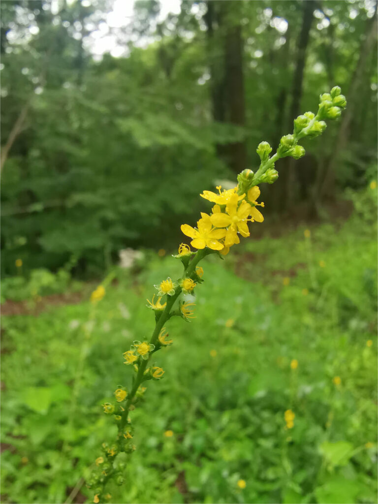 山野草・・・オトコエシとキンミズヒキ_金水引_