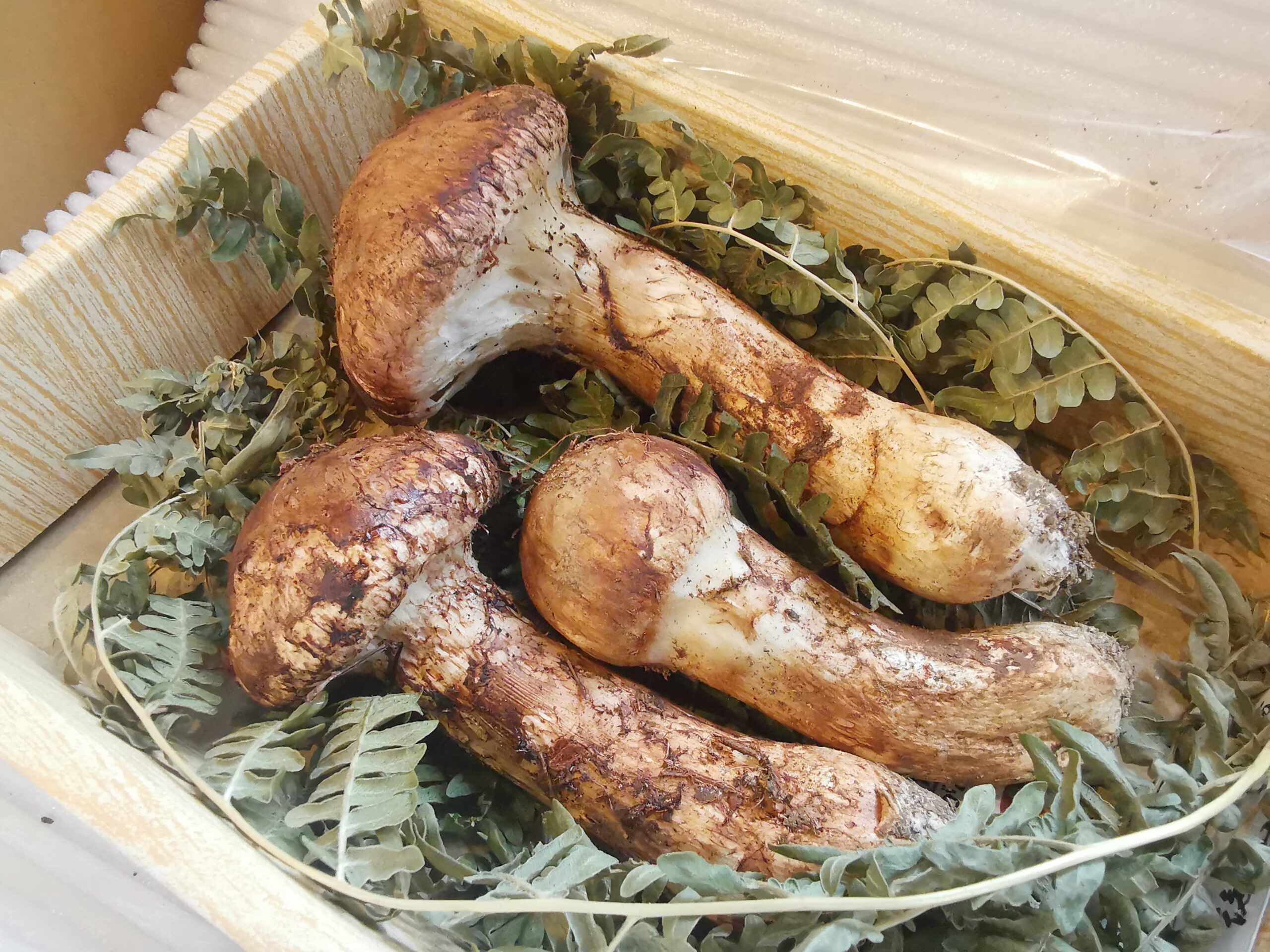 森の暮らし・秋の便り届きました！