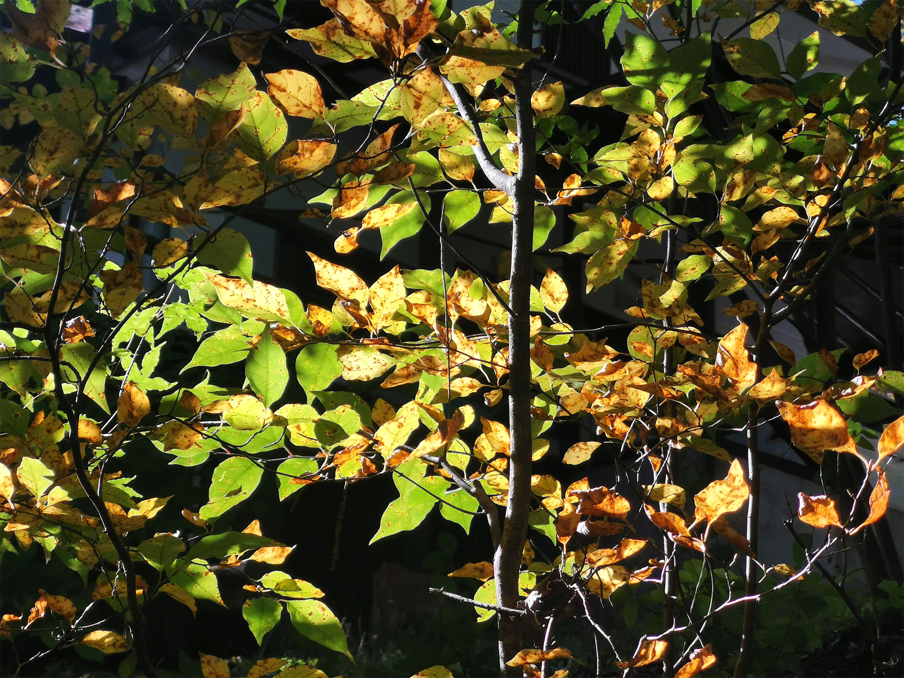 森の暮らし・紅葉狩り