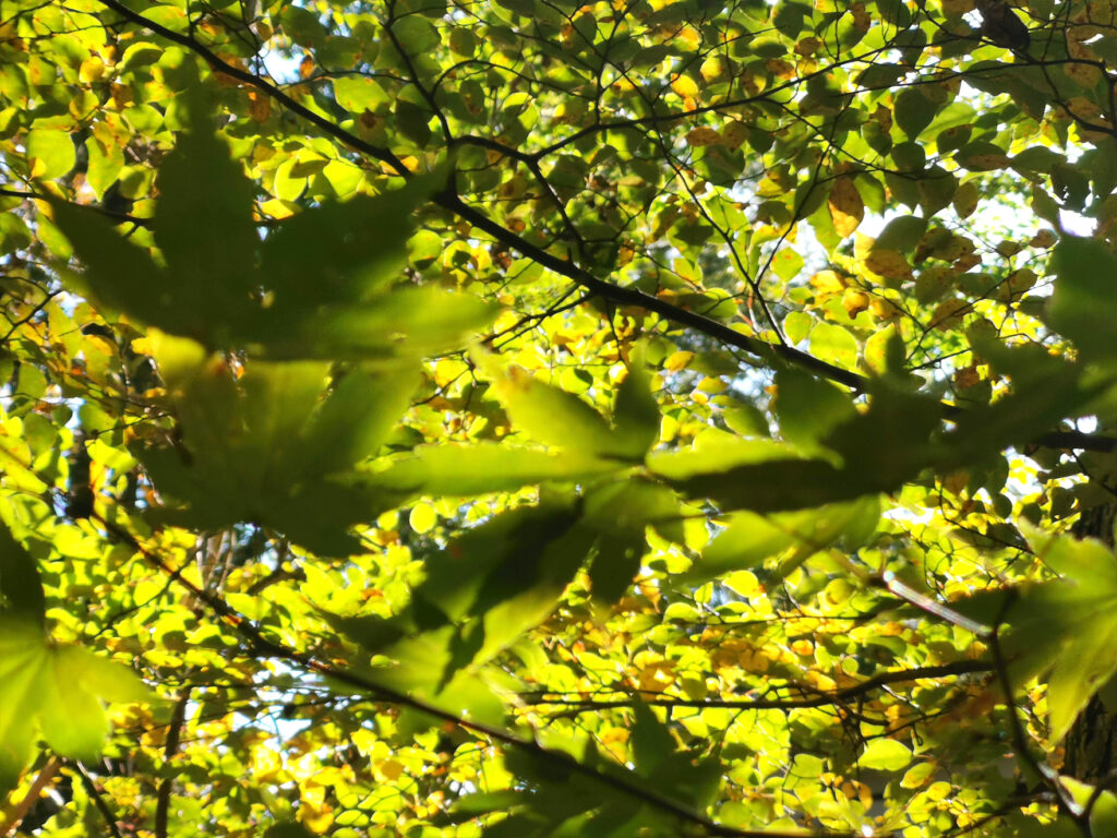 森の暮らし・紅葉狩り