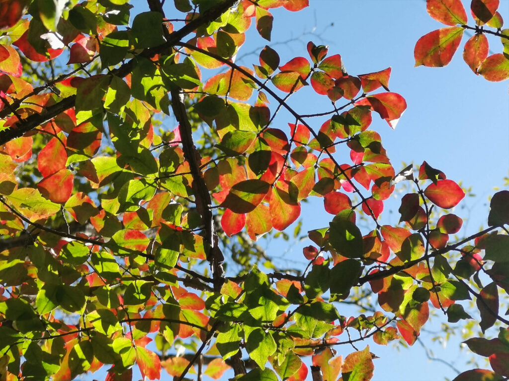 森の暮らし・紅葉狩り